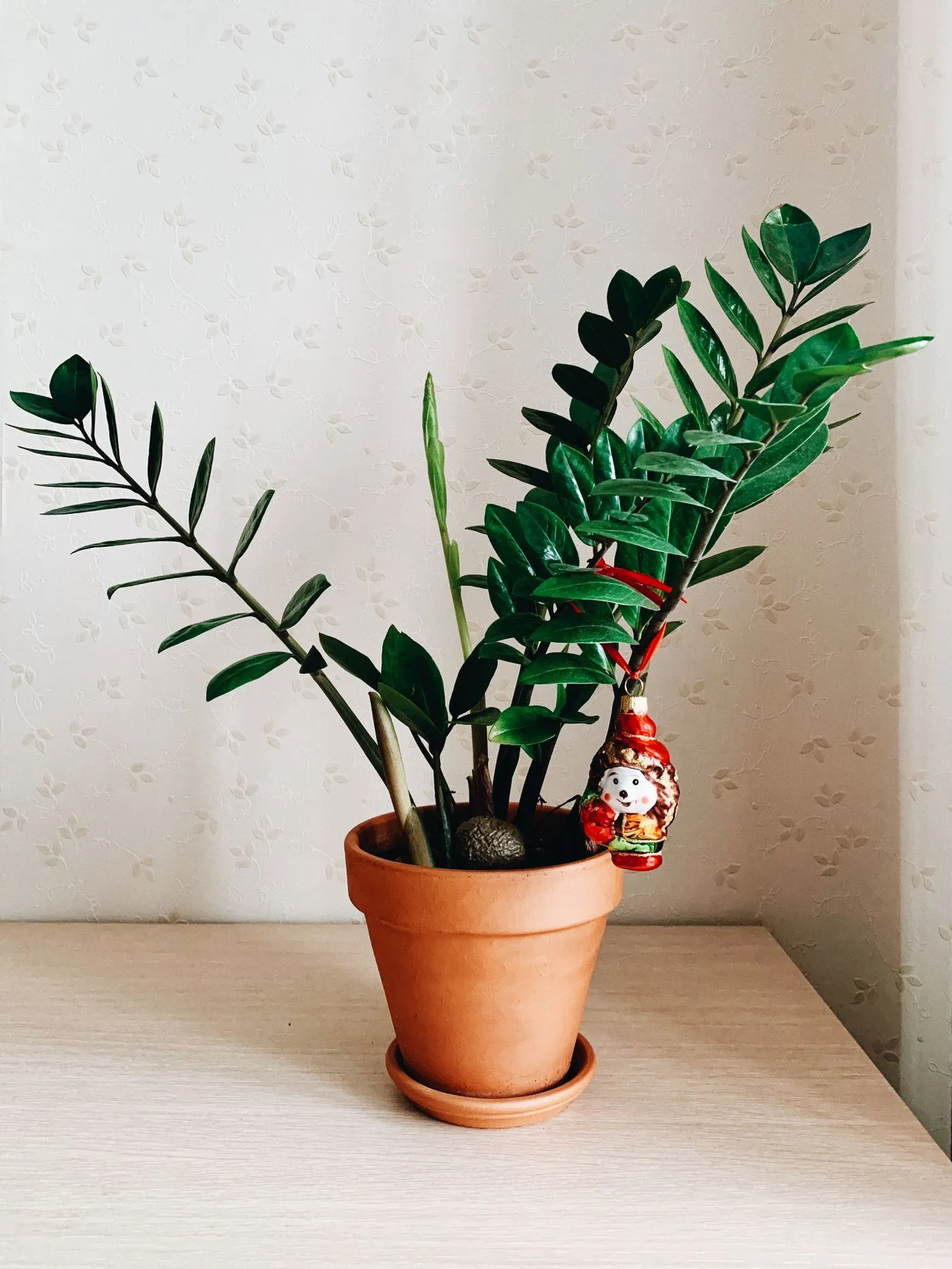 Glücksfeder (Zamioculcas zamiifolia) im Terrakottatopf, mit glänzend dunkelgrünen, gefiederten Blättern