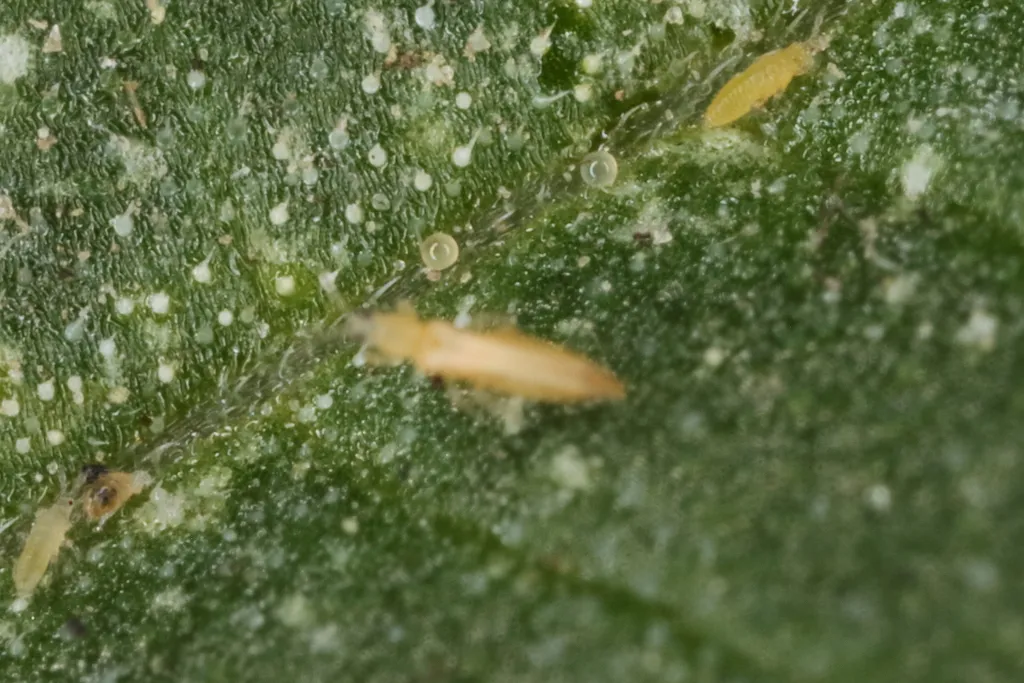 Thrips auf einem Blatt mit silbrig schimmernden Saugstellen und winzigen schwarzen Kotpunkten, Nahaufnahme