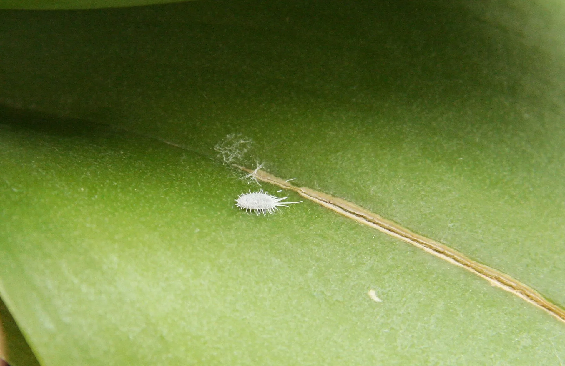 Weiße, watteartige Wollläuse an einem Blatt einer Phalaenopsis, Nahaufnahme
