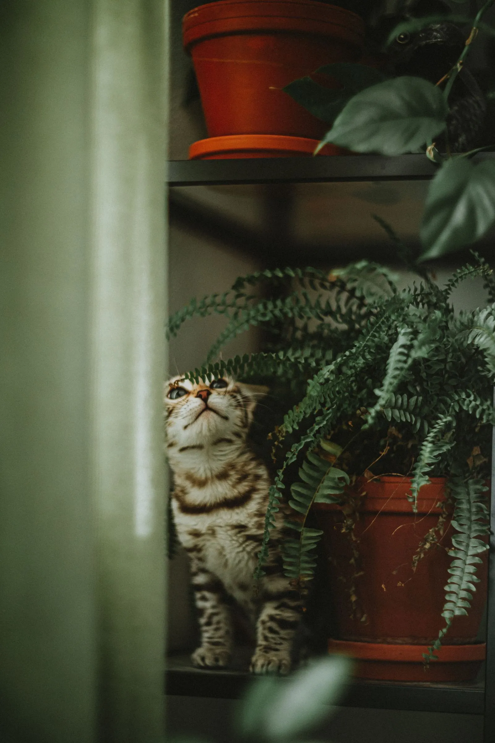 Tekir bir kedi, raftaki saksı bitkilerinin yanında oturmuş, eğrelti yapraklarını inceliyor